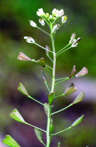 shepherd's purse seedhead