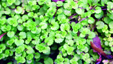 slender speedwell foliage