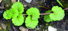 slender speedwell stem