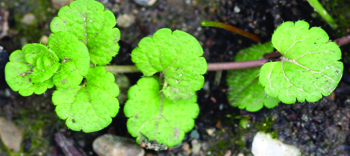 slender speedwell stem