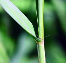 smooth crabgrass collar region