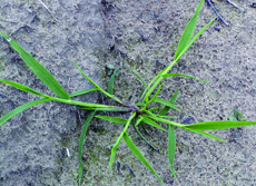 smooth crabgrass plant