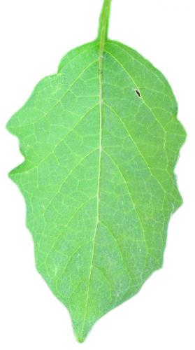 smooth groundcherry leaf