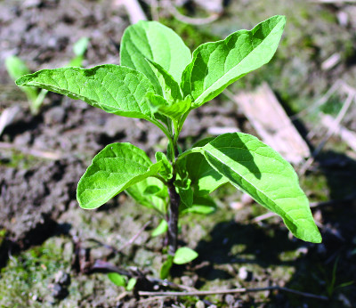 smooth groundcherry plant