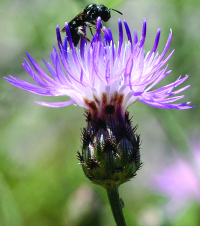 spotted knapweed flower