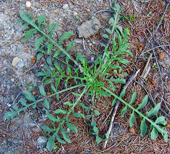 spotted knapweed rosette