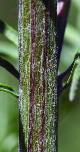 spotted knapweed stem