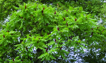 staghorn sumac foliage & fruit