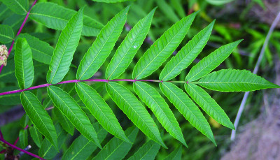 staghorn sumac leaf