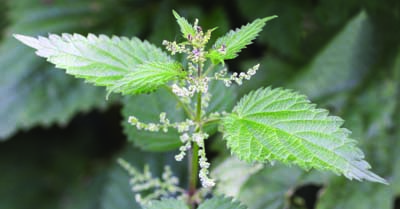 stinging nettle foliage & flowers