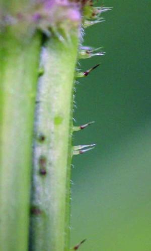 stinging nettle hair close-up