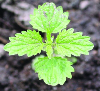 stinging nettle seedling