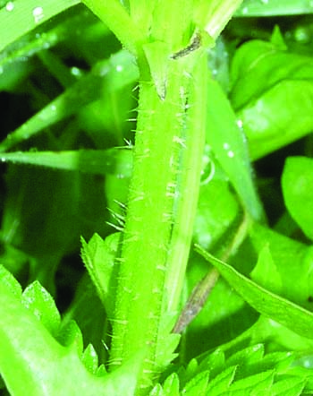 stinging nettle stem