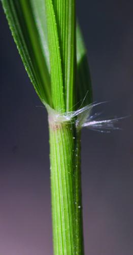 stinkgrass ligule