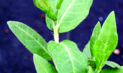 swamp smartweed foliage