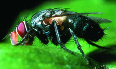 tachnid fly adult