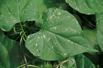 Thrips Damage