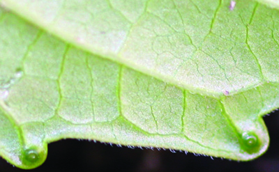 Tree-of-Heaven glands