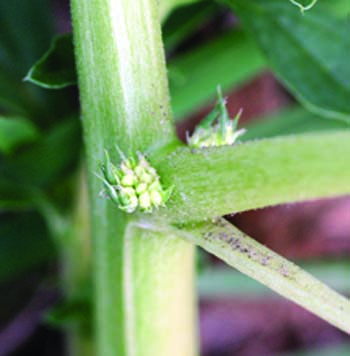 tumble pigweed flowers