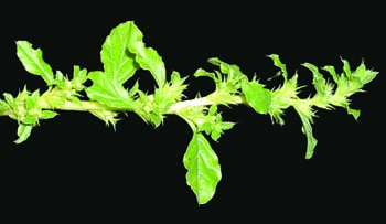 tumble pigweed pest integrated management foliage flowers msu edu