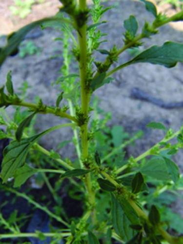 tumble pigweed stem