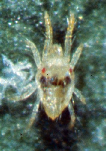 Twospotted Spider Mite Adult