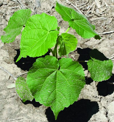 velvetleaf plant