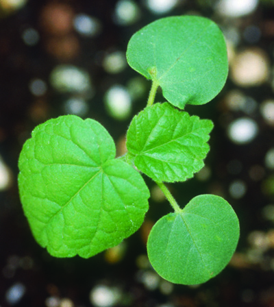 velvetleaf seedling