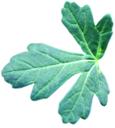 Venice Mallow Leaf