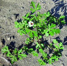 Venice mallow plant