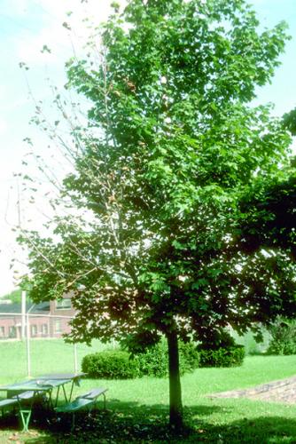 Verticulum wilt on maple