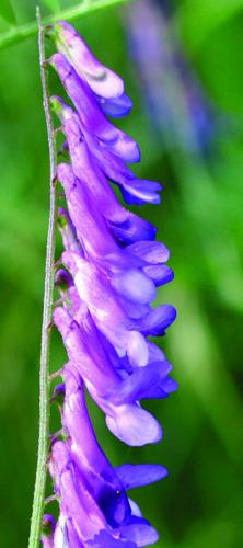 vetch flowers