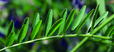 pinnately compound leaf of vetch