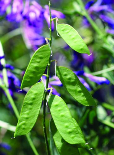 pea-like pods of vetch