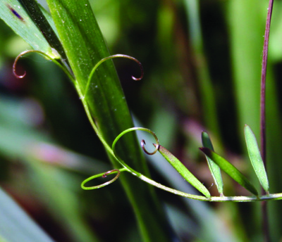 twining tendril of vetch