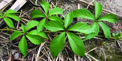 Virginia creeper leaf