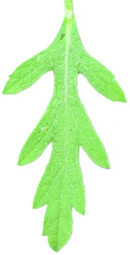 Western ragweed leaf