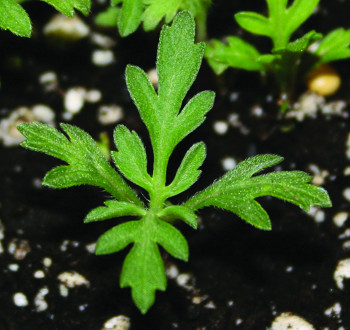 Western ragweed seedling