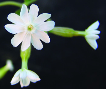 white campion flower