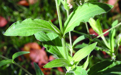 white campion leaf