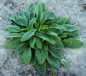 white campion rosette