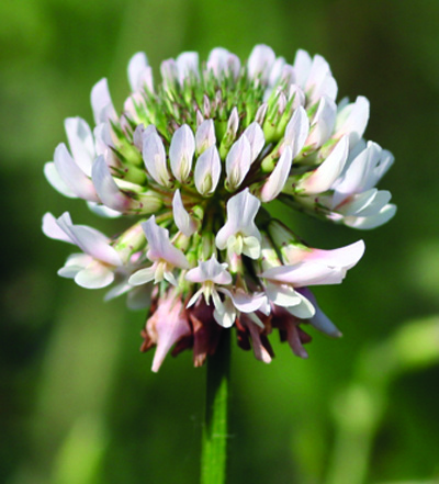 white clover flower