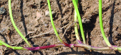 white clover stem