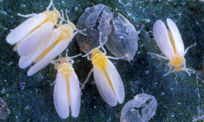 Whitefly Adults