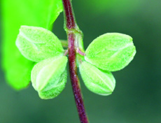 wild buckwheat fruit