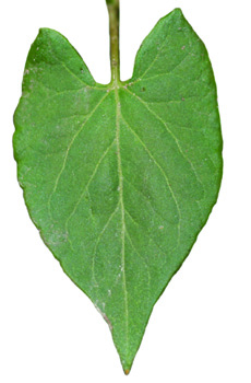 wild buckwheat leaf