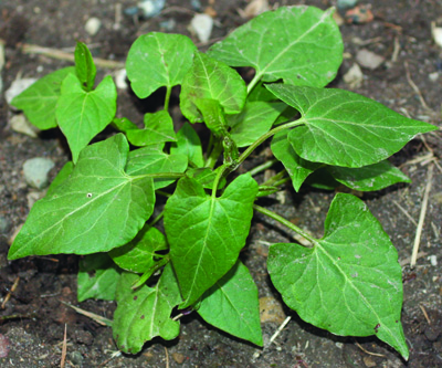 wild buckwheat plant