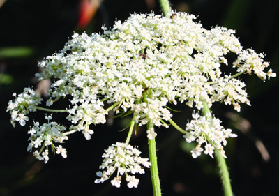 Queen Anne's Lace – Wild Sensibility