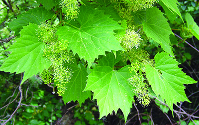 wild grape flower