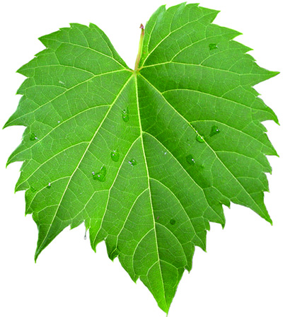 wild grape leaf